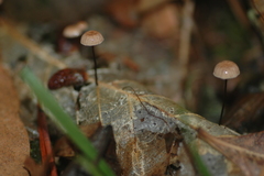 Collybiopsis quercophila