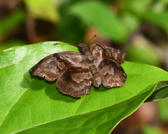Helias phalaenoides