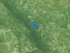 Stegastes acapulcoensis