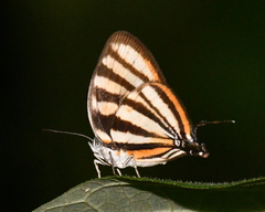 Arawacus separata