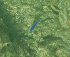 Stegastes acapulcoensis