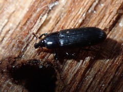 Cossonus