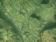 Stegastes acapulcoensis