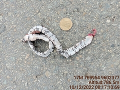 Amphisbaena fuliginosa bassleri