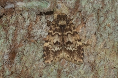 Scaphidriotis xylogramma