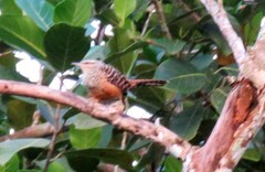 Campylorhynchus zonatus