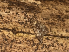 Scaphidriotis xylogramma