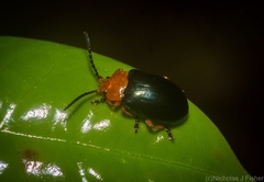 Lamprolina simillima