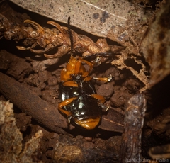 Lamprolina simillima