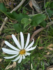 Olearia grandiflora