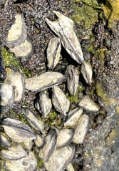 Isognomon californicus