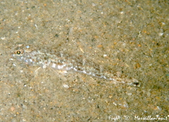Pomatoschistus marmoratus