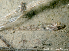 Pomatoschistus pictus