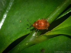 Elleschodes nigrirostris