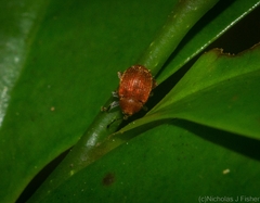 Elleschodes nigrirostris