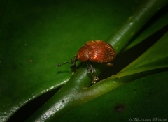 Elleschodes nigrirostris