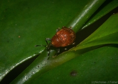 Elleschodes nigrirostris