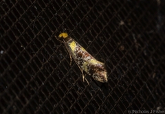 Monopis chrysogramma