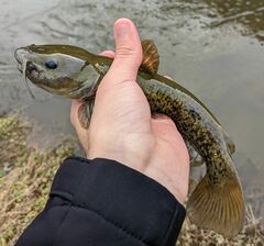 Ameiurus brunneus