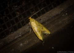 Aeolothapsa malacella