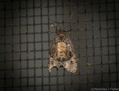 Asthenoptycha