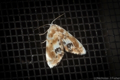 Holocryptis phasianura