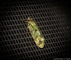 Barea bryopis