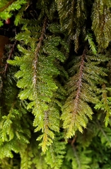 Dendroalsia abietina