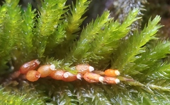 Dendroalsia abietina