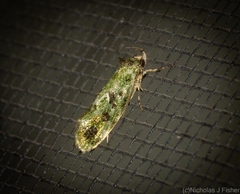 Barea bryopis
