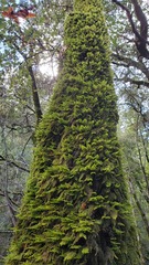 Dendroalsia abietina