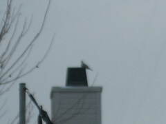 Streptopelia decaocto