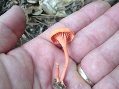 Cantharellus texensis