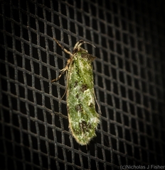 Barea bryopis