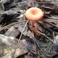 Cantharellus texensis