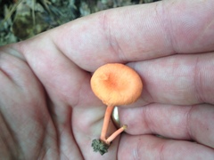 Cantharellus texensis