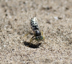 Bembix americana spinolae