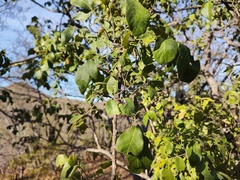 Karwinskia humboldtiana