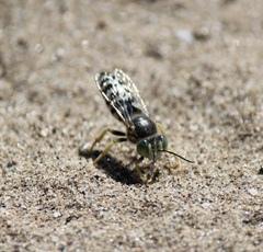 Bembix americana spinolae