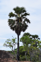 Borassus flabellifer