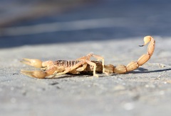 Buthus ibericus