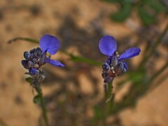 Comesperma