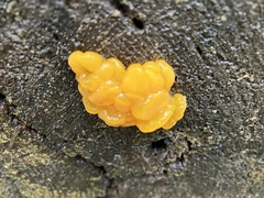 Dacrymyces
