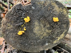 Dacrymyces