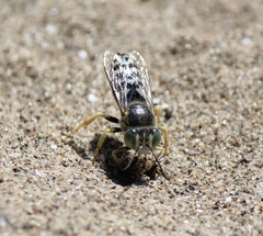 Bembix americana spinolae