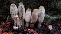 Coprinus comatus