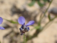 Comesperma
