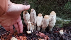 Coprinus comatus