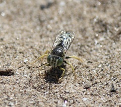 Bembix americana spinolae