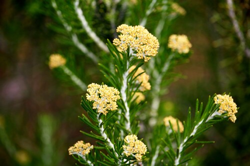 Ozothamnus rosmarinifolius, photograph 6